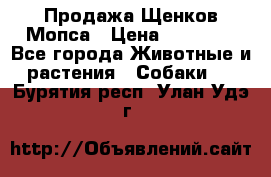 Продажа Щенков Мопса › Цена ­ 18 000 - Все города Животные и растения » Собаки   . Бурятия респ.,Улан-Удэ г.